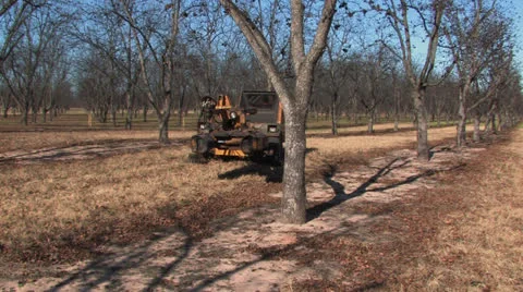 Pecan harvest 2 Stock Footage 23137370