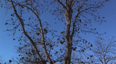 Pecan harvest 4 Video stock 23136534