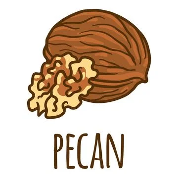 Pecan icon, hand drawn style Stock Illustration