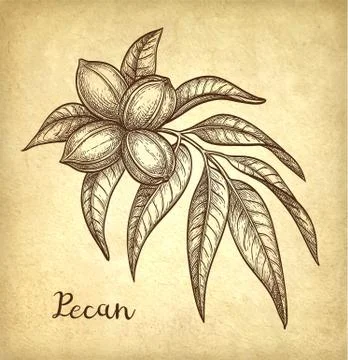 Pecan ink sketch Stock Illustration