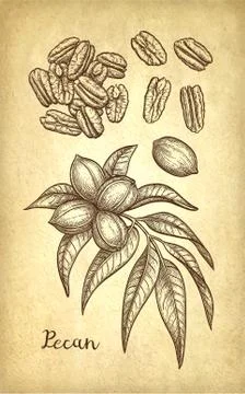 Pecan ink sketch Illustrazione stock