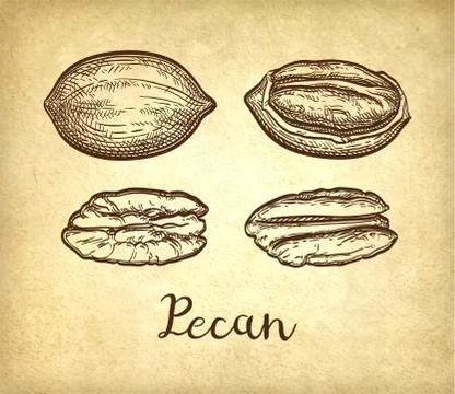 Pecan ink sketch Stock-Illustration