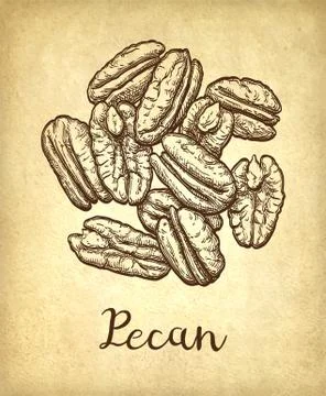 Pecan ink sketch Stock Illustration