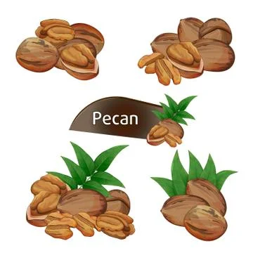 Pecan kernel in nutshell with leaves set Stock Illustration