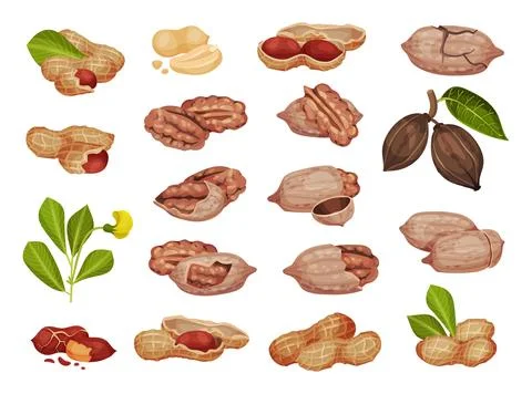 Pecan Nut and Peanut in Shell and Husked Big Vector Set Illustrazione stock
