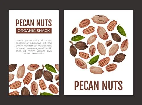 Pecan Nut Banner Design with Kernel and Shell Vector Template 스톡 일러스트
