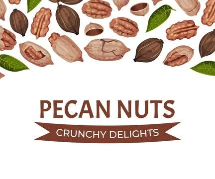 Pecan Nut Banner Design with Kernel and Shell Vector Template Stock Illustration