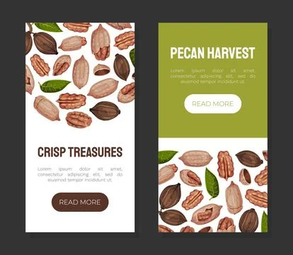 Pecan Nut Banner Design with Kernel and Shell Vector Template Stock Illustration