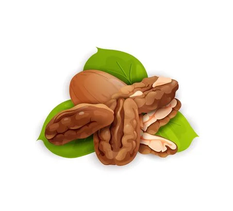 Pecan nut composition, good for label and sticker Stock Illustration
