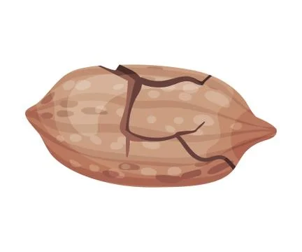 Pecan Nut with Cracked Shell Isolated on White Background Vector Illustration Stock Illustration