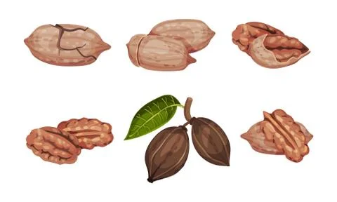 Pecan Nut with Cracked Shell Isolated on White Background Vector Set Stock Illustration