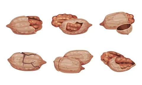 Pecan Nut with Cracked Shell Isolated on White Background Vector Set Stock Illustration