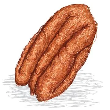 Pecan nut Stock Illustration