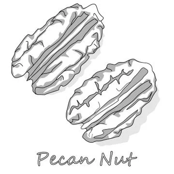 Pecan nut isolated on white background. Vector illustration. Monochrome pecan Stock Illustration