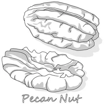 Pecan nut isolated on white background. Vector illustration. Monochrome pecan Stock Illustration
