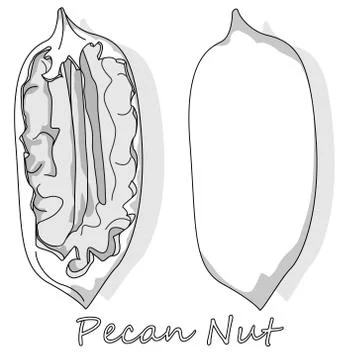 Pecan nut isolated on white background. Vector illustration. Monochrome pecan Stock Illustration
