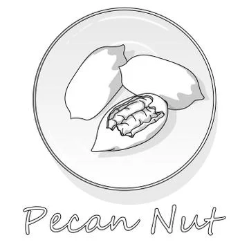 Pecan nut isolated on white background. Vector illustration. Monochrome pecan Stock Illustration