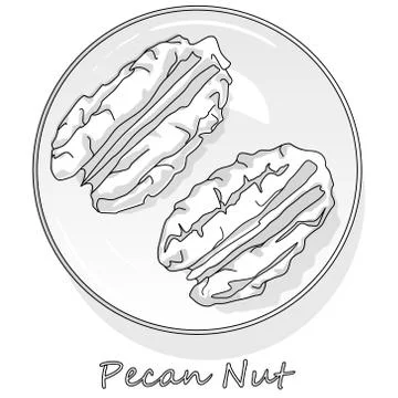 Pecan nut isolated on white background. Vector illustration. Monochrome pecan Stock Illustration