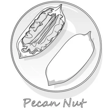 Pecan nut isolated on white background. Vector illustration. Monochrome pecan Stock Illustration