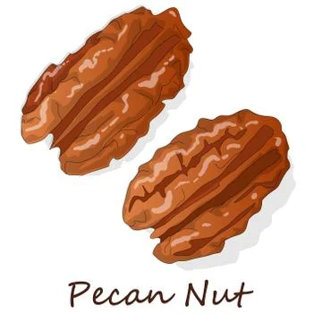 Pecan nut isolated on white background. Vector illustration. Stock Illustration