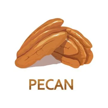 Pecan nut isolated on white background Stock Illustration