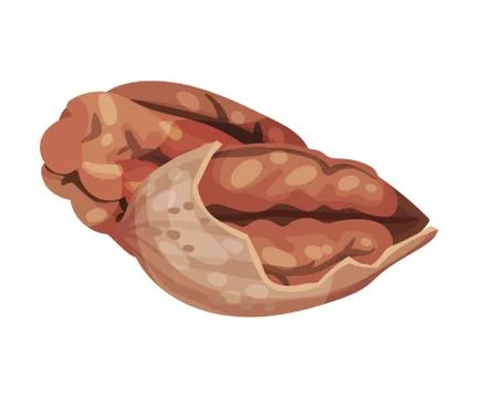 Pecan Nut Kernel with Cracked Shell Isolated on White Background Vector Stock Illustration