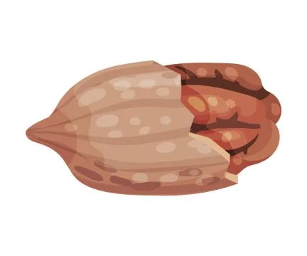 Pecan Nut Kernel with Cracked Shell Isolated on White Background Vector Stock Illustration