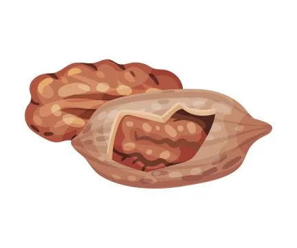 Pecan Nut Kernel with Cracked Shell Isolated on White Background Vector Stock Illustration