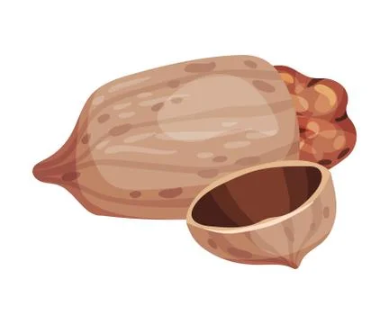 Pecan Nut Kernel with Cracked Shell Isolated on White Background Vector 스톡 일러스트