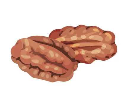 Pecan Nut Kernel Isolated on White Background Vector Illustration Stock Illustration