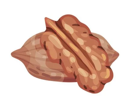 Pecan Nut Kernel Isolated on White Background Vector Illustration Stock Illustration