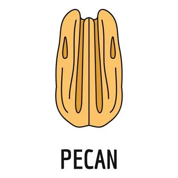 Pecan nut kernel line drawing illustration on white Stock Illustration