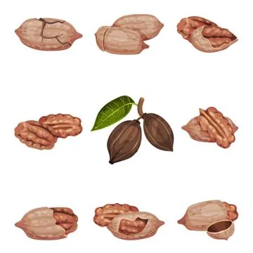 Pecan Nut Kernel in Shell and Hanging on Branch Isolated on White Background Stock Illustration