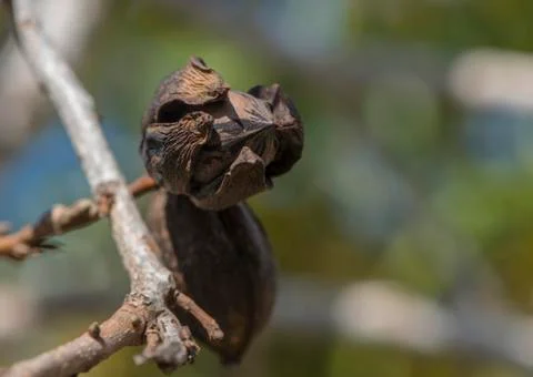 Pecan nut Stock Photos