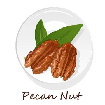 Pecan nut on plate isolated on white background. Vector illustration. Stock Illustration