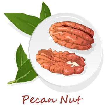 Pecan nut on plate isolated on white background. Vector illustration. Stock Illustration