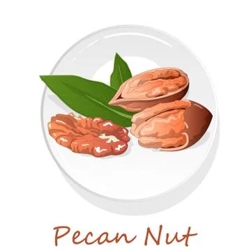 Pecan nut on plate isolated on white background. Vector illustration. Stock Illustration