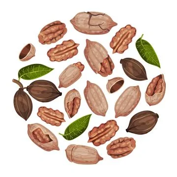 Pecan Nut Round Composition with Kernel and Shell Vector Template Stock Illustration