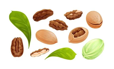 Pecan nut set, different statements and rotations Stock Illustration