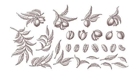 Pecan nut set Vector plant Hand drawn illustration Stock Illustration