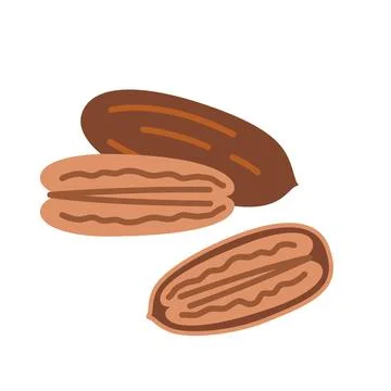 Pecan nut in shell and without it. Vector illustration isolated on white ba.. Stock Illustration