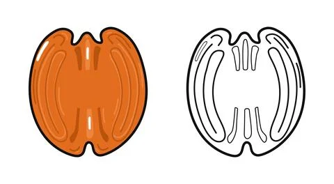 Pecan nut vector illustration with outline version Stock Illustration