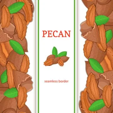 Pecan nut vertical seamless border. Vector illustration with composition Stock Illustration
