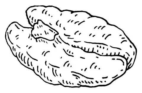 Pecan nut without shell. Vector engraving black vintage 스톡 일러스트