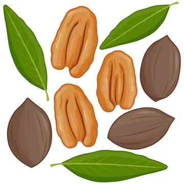 Pecan nuts collection. Vector illustration set Stock Illustration