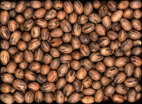 Pecan Nuts in Hard Shell Background Texture Stock Photos