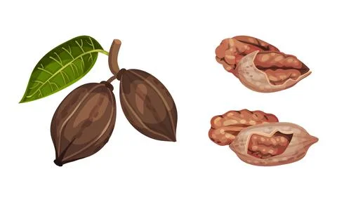 Pecan nuts set. Ripe nuts with leaf and shelled kernels. Healthy nutrition Illustrazione stock