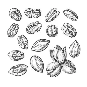 Pecan nuts set Vector botanical hand drawn sketch Stock Illustration