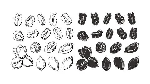 Pecan nuts set. Vector shape, art sketch. Bio food Stock Illustration