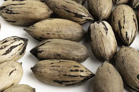 Pecan Nuts In Shell On White Background Stock Photos